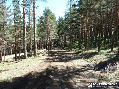 El pinar del Puerto de Navafría;la pedriza;hoces del duraton;rutas senderismo